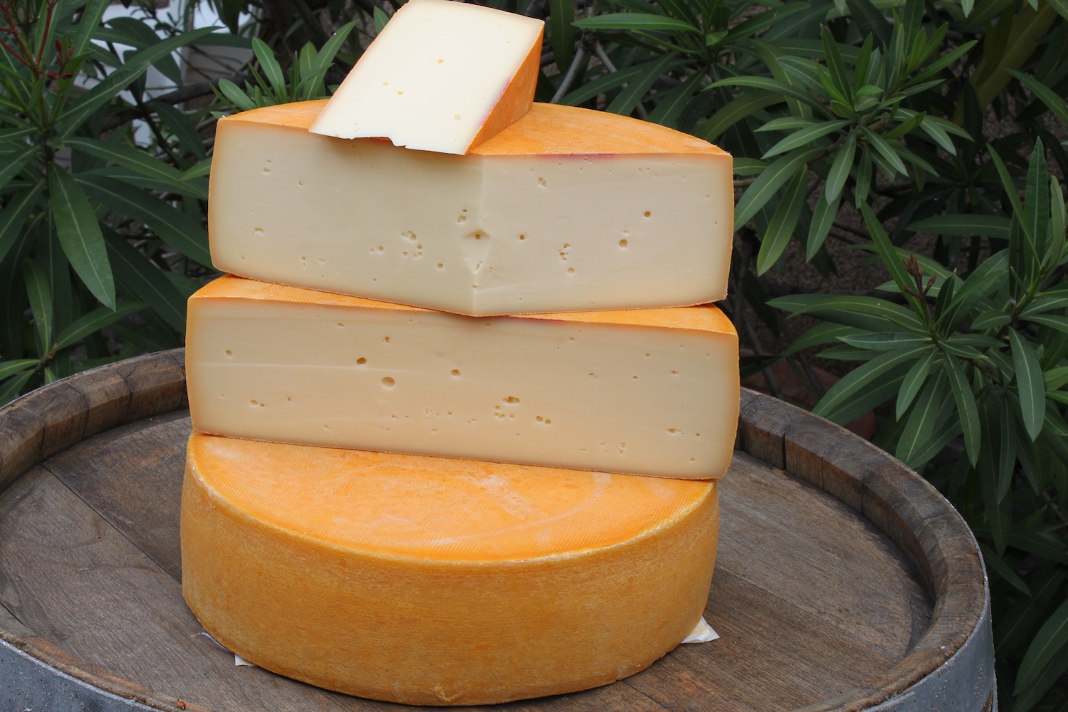 Radlerkäse Radlerkäse