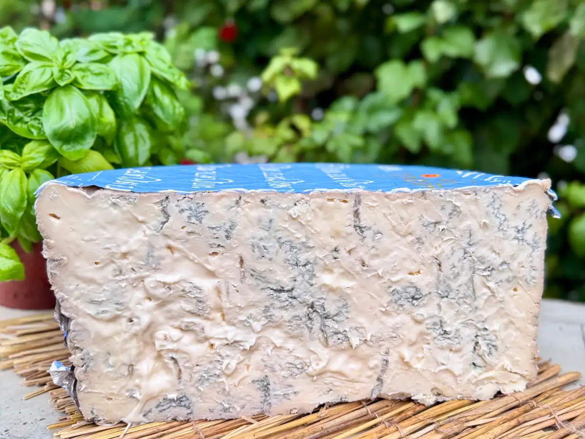 GORGONZOLA